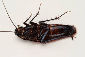 Dead Oriental Black Cockroach Wallpaper