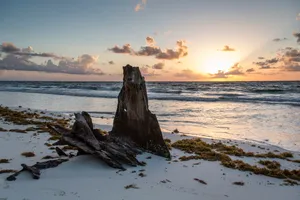 Dead Tree On The Beach Wallpaper