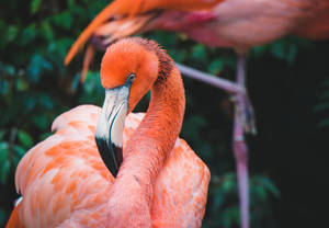 Deep Focus Orange Flamingo Wallpaper