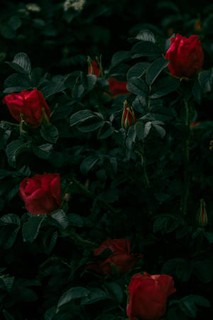 Deep Red Rose Flowers Wallpaper