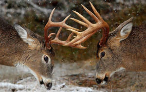 Deer Facing Each Other While Snowing Wallpaper