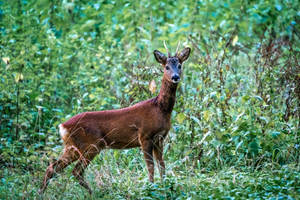 Deer Hunting In The Forest Wallpaper