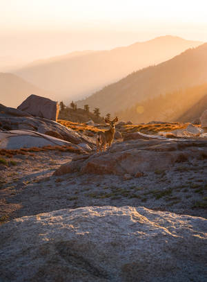 Deer In A Mountain Nature Scenery Wallpaper