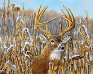 Deer In Corn Field With Snow Wallpaper
