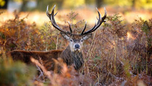 Deer With Crown Horns Wallpaper