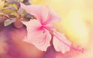 Delicate Pink Hawaiian Hibiscus Flower Wallpaper