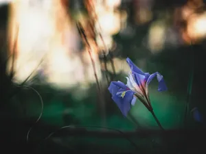 Delicate Purple Flower Surrounded By Nature Wallpaper
