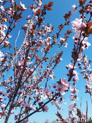 Delicate Sakura Flower Branches Wallpaper