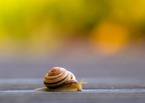 Delicate Snail Crawling On Leaf Wallpaper