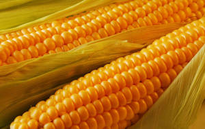 Delicious Sweet Corns Wallpaper