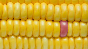 Deliciously Fresh Yellow Corns Wallpaper