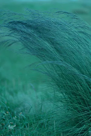 Delight In The Lush Green Beauty Of Grassy Fields. Wallpaper