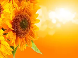 Delightful And Colorful Duo Wallpaper