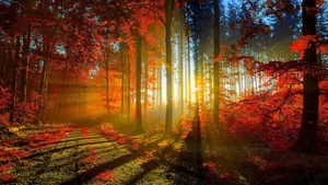Delightful Sunrise At Autumn Wallpaper