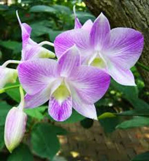 Dendrobium Orchid Variety Wallpaper