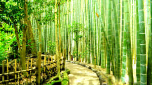 Dense Bamboo Forest Route Wallpaper