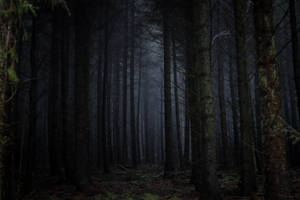 Dense Dark Forest Wallpaper