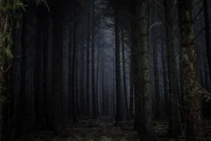 Dense Dark Forest Wallpaper