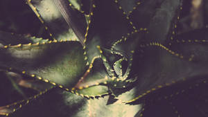 Desaturated Aloe Vera Top View Wallpaper