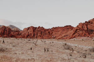 Desert Majesty: A Pure Expression Of Nature's Simplicity Wallpaper