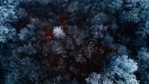 Desktop 4k Forest Aerial View Wallpaper