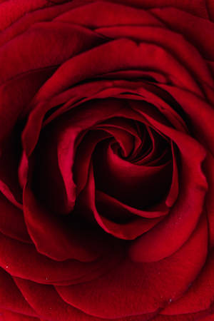 Detailed Shot Of Red Rose Wallpaper