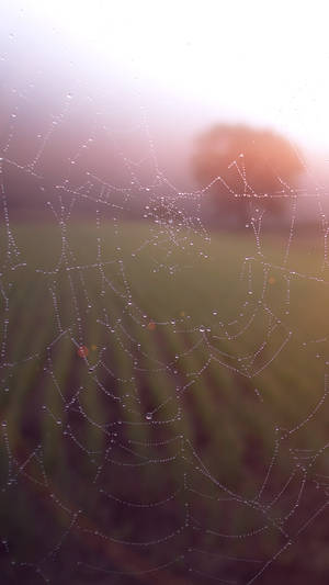 Dew Drops On Spider Web Smartphone Background Wallpaper