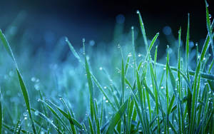 Dewy Grass Night Macro Wallpaper