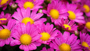 Dewy Pink Daisy Aesthetic Wallpaper