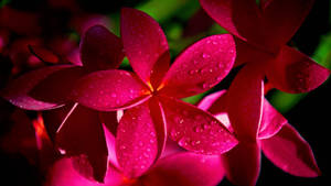 Dewy Pink Flower Wallpaper