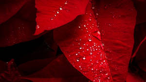 Dewy Poinsettia Bracts Wallpaper