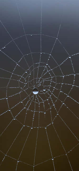 Dewy Spider Web Morning Wallpaper