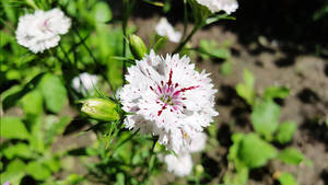 Dianthus Carnation Flower Wallpaper