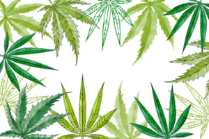 Different Designs Of Marijuana Leaf Wallpaper