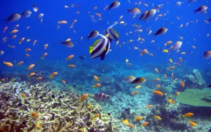 Different Kinds Of Fish Underwater Wallpaper