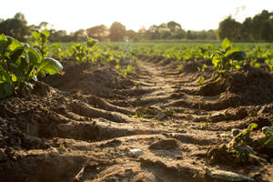 Dirt Tracks Truck Wheels Through A Vegetable Farm Wallpaper