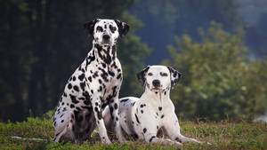 Disciplined Dalmatian Dogs Wallpaper