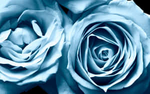 Discover True Love With A Beautiful Blue Rose Wallpaper