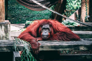 Distinctive Red Fur Orangutan Wallpaper