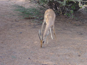 Djibouti Deer Wallpaper