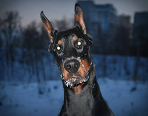 Doberman Pinscher Face Wallpaper