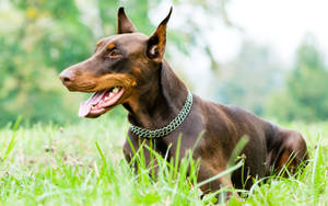 Doberman Pinscher On The Green Grass Field Wallpaper