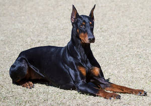 Doberman Pinscher With Shiny Coat Wallpaper