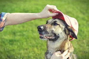 Dog Best Friend With Cap Wallpaper