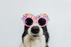 Dog Celebrating Birthday Funny Glasses Wallpaper