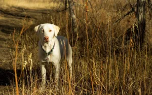 Dog, Friend, Fall, Grass, Field Wallpaper