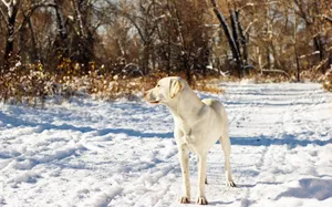Dog, Friend, Snow, Autumn Wallpaper