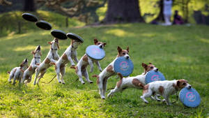 Dog Frisbee Sequence Photography Wallpaper