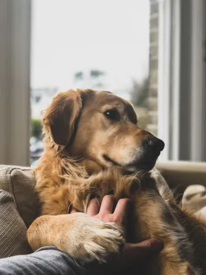Dog Hand Touch Therapy Wallpaper