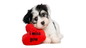 Dog I Miss You Wallpaper